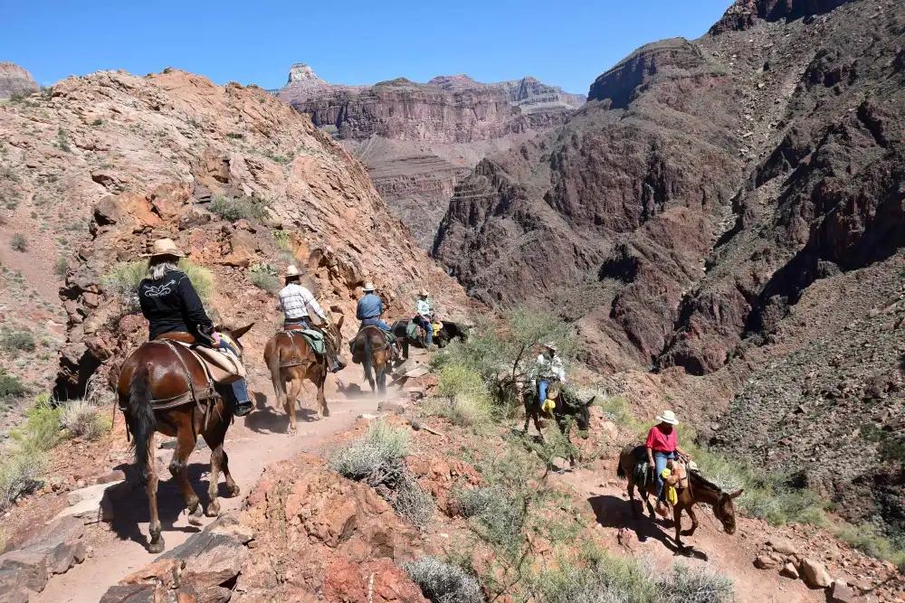 riding mules