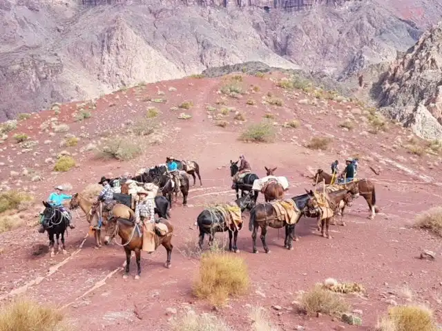 grand-canyon-national-park-mule-rides 10