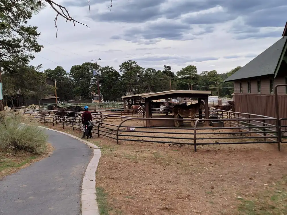 grand-canyon-national-park-mule-rides 2