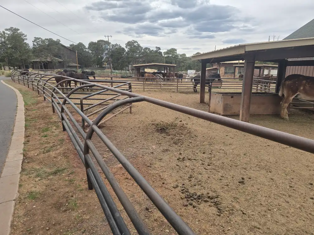grand-canyon-national-park-mule-rides 3