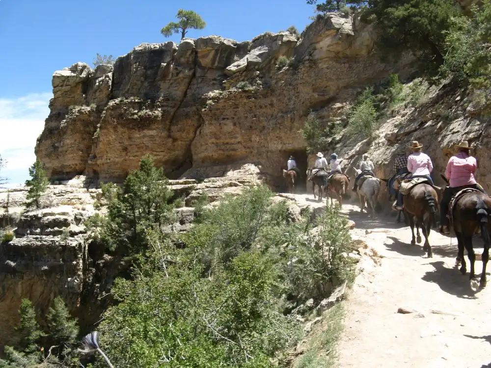 Grand Canyon National Park Mule Rides