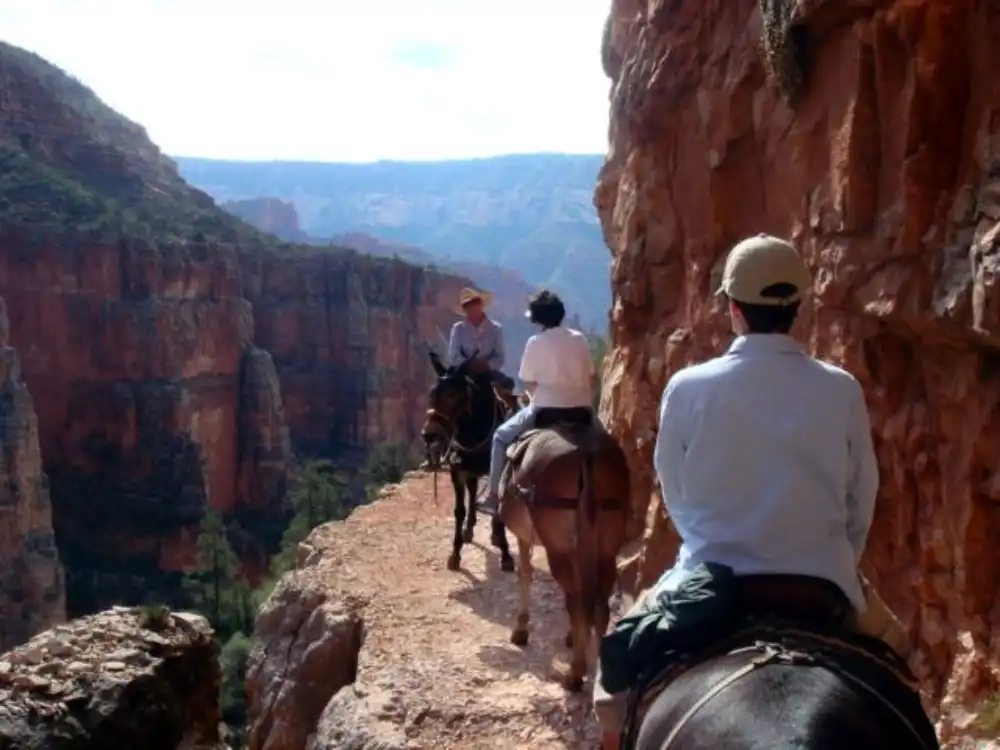 grand-canyon-national-park-mule-rides 8