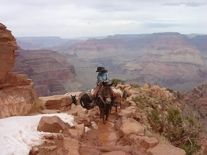 grand-canyon-national-park-mule-rides 9