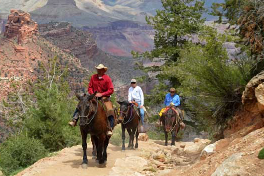 grand-canyon-national-park-things-to-do-mule-rides