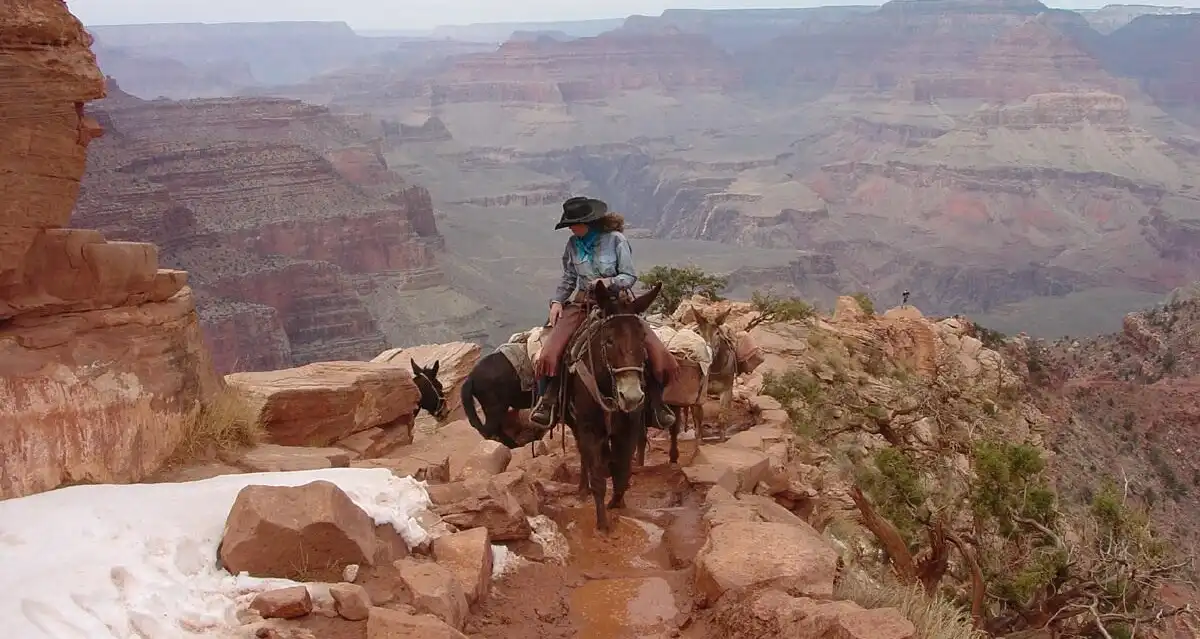 header-grand-canyon-national-park-mule-rides