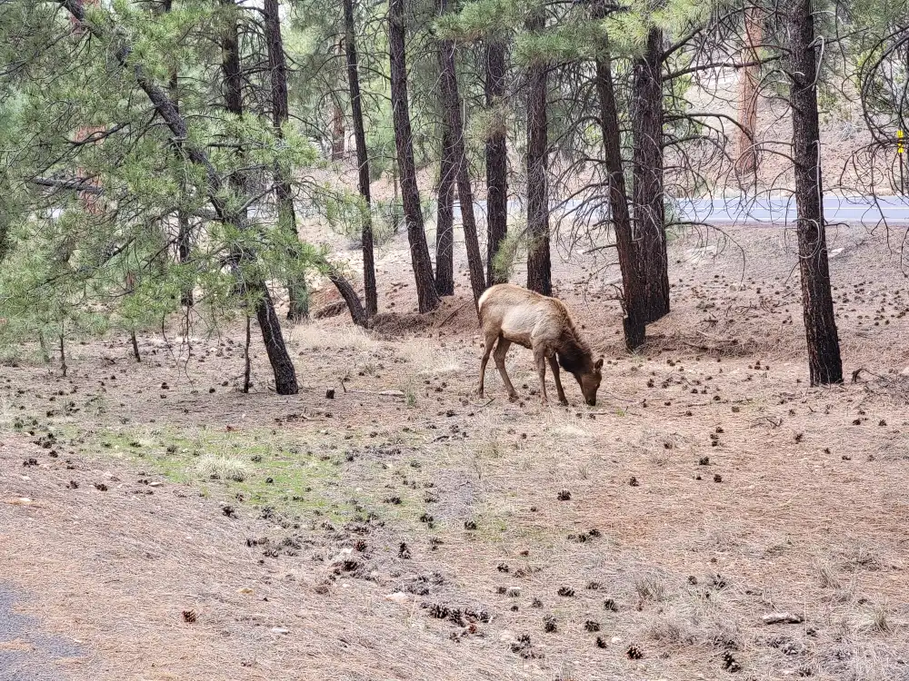 grand-canyon-national-park-photos 1