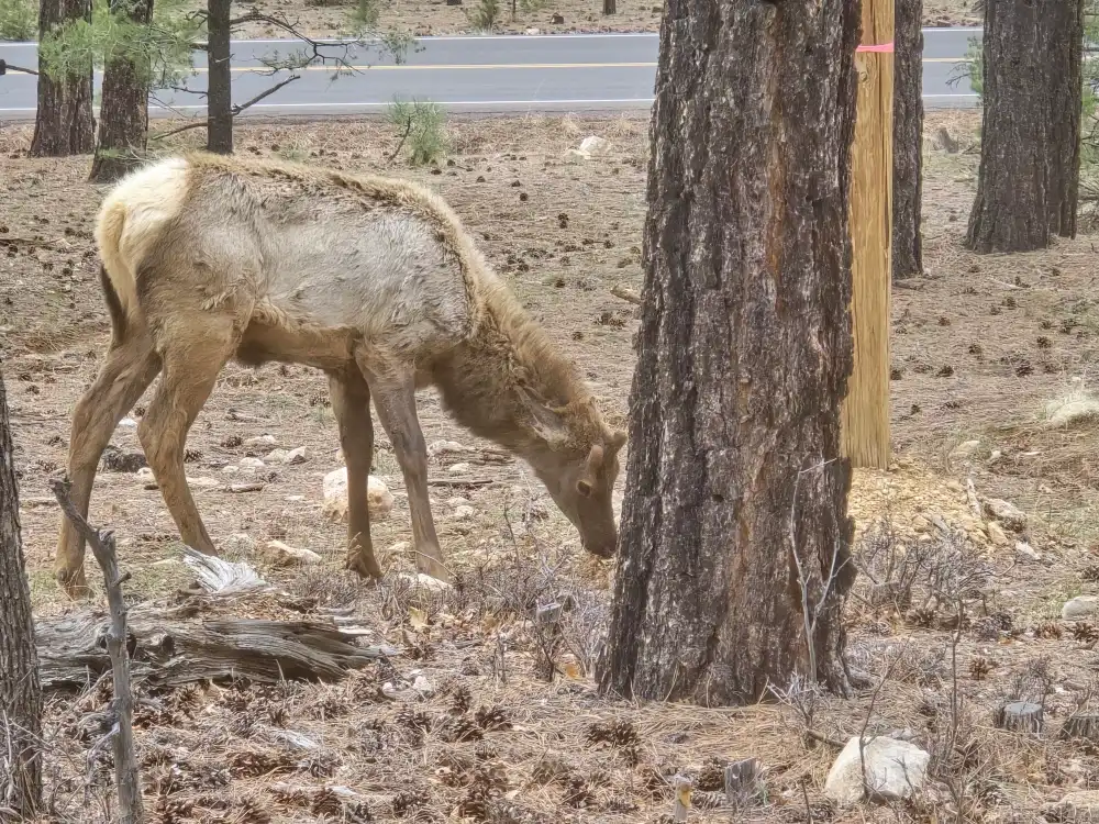 grand-canyon-national-park-photos 20